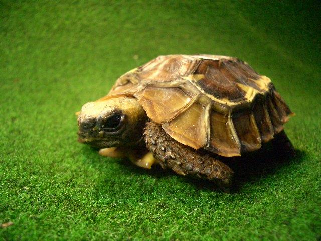 ホームセオレガメ　飼い込み個体 05番の画像