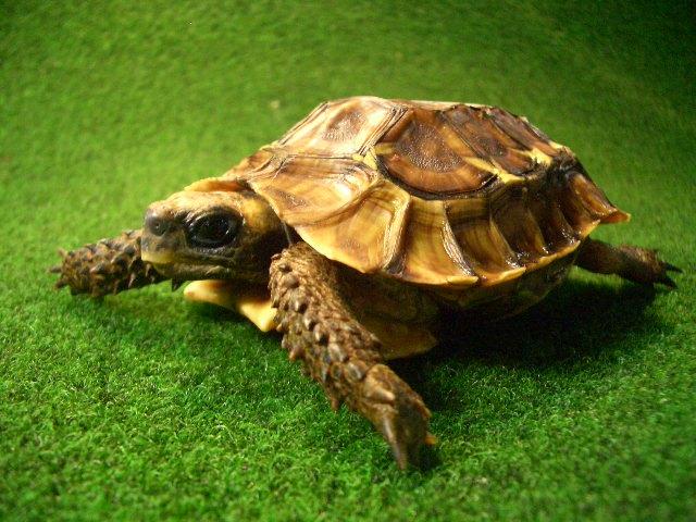 ホームセオレガメ　飼い込み個体 06番の画像