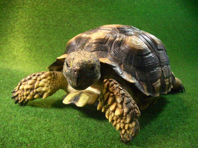 チャコリクガメ ＥＵＣＢ 5番　メスの画像