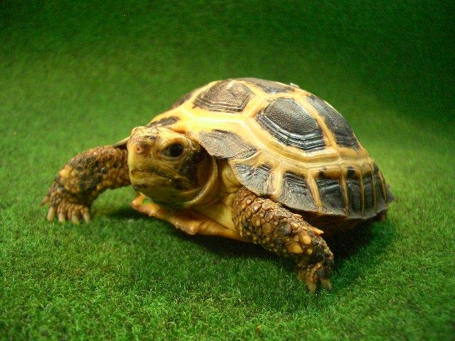 セレベスリクガメ Mサイズ9番の画像