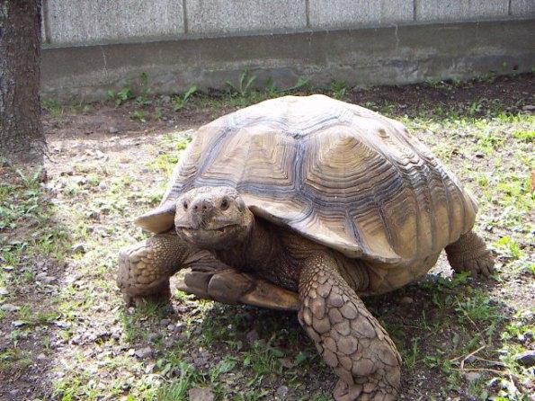 ケヅメリクガメＢＩＧサイズ飼い込み個体オス （委託販売）の画像