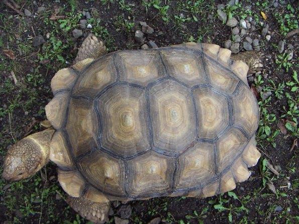 ケヅメリクガメＢＩＧサイズ飼い込み個体オス （委託販売）の画像