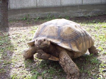 ケヅメリクガメＢＩＧサイズ飼い込み個体オス （委託販売）の画像