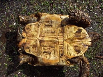 ケヅメリクガメＢＩＧサイズ飼い込み個体オス （委託販売）の画像