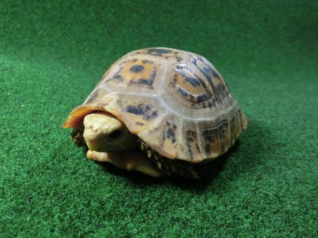 エロンガータリクガメ アダルトオス23番の画像