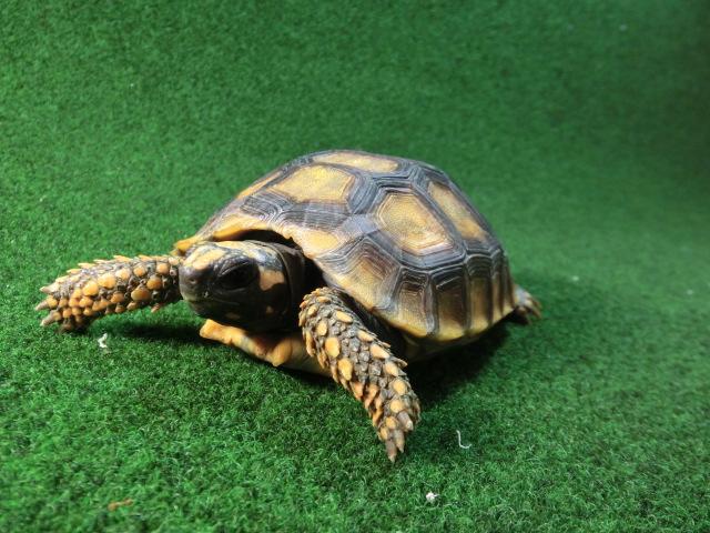 キアシガメＳＭサイズ19番の画像