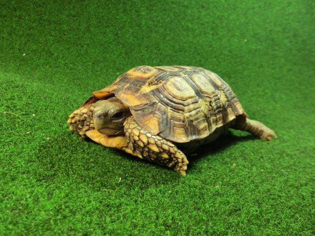 スピークセオレガメ　サブアダルトオス　01番の画像