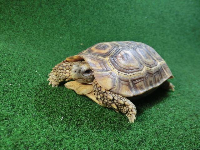 スピークセオレガメ　サブアダルトオス　02番の画像