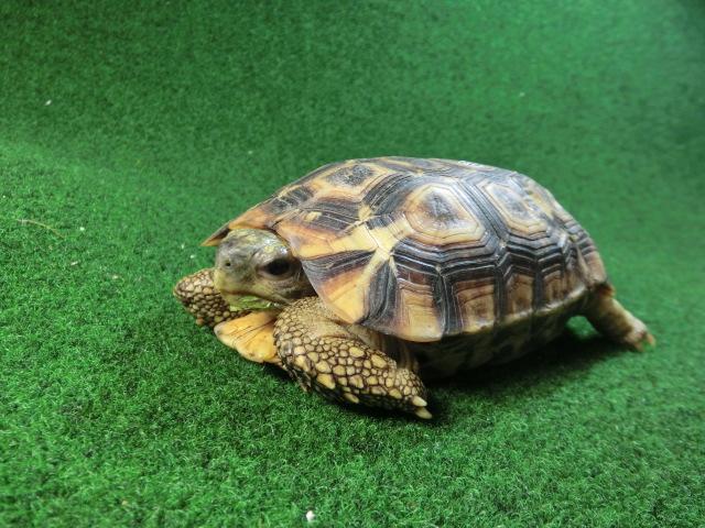 スピークセオレガメ　サブアダルトメス　03番の画像