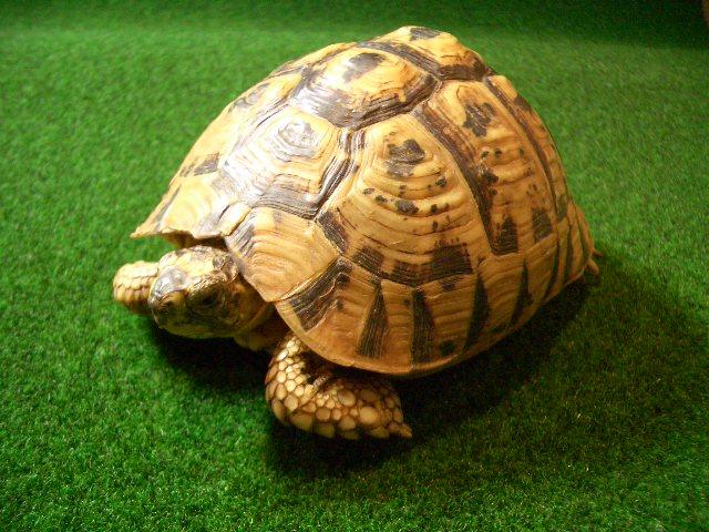 リビア地中海リクガメ（キレナイカギリシャ）ＳＭの画像