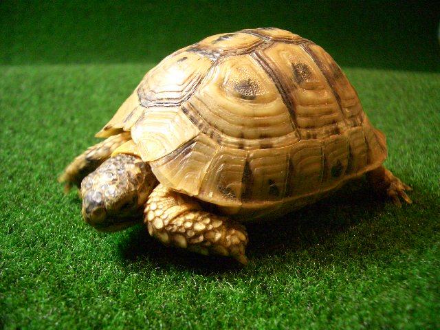 リビア地中海リクガメ(キレナイカギリシャ）Lの画像