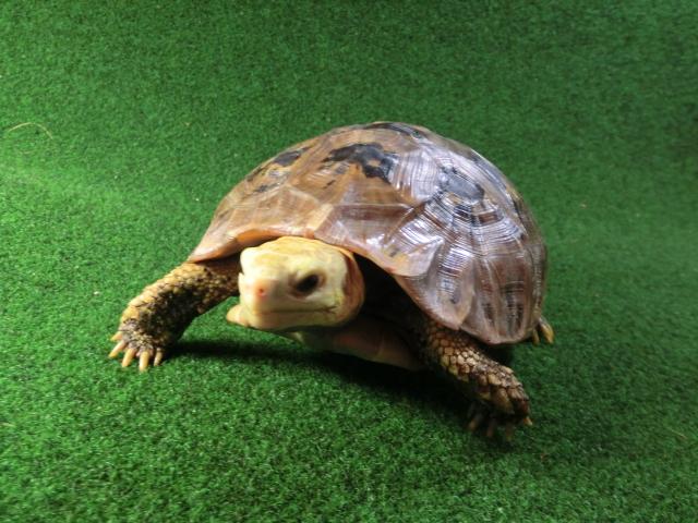 エロンガータリクガメ アダルトメス20番の画像