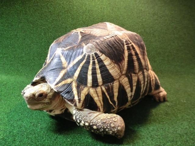 ビルマホシガメ飼い込み個体フルアダルト メス１6番の画像