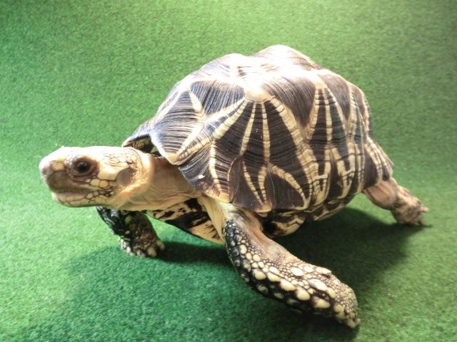 ビルマホシガメ ビルマホシガメ