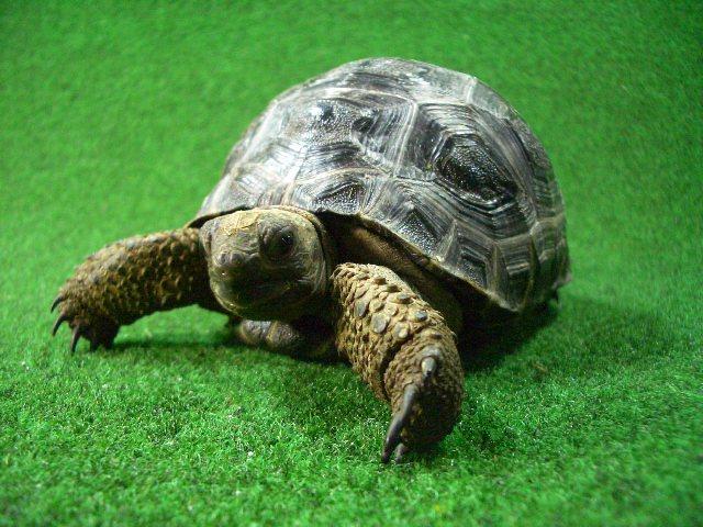 アルダブラゾウガメ