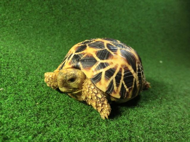 ビルマホシガメ ビルマホシガメ