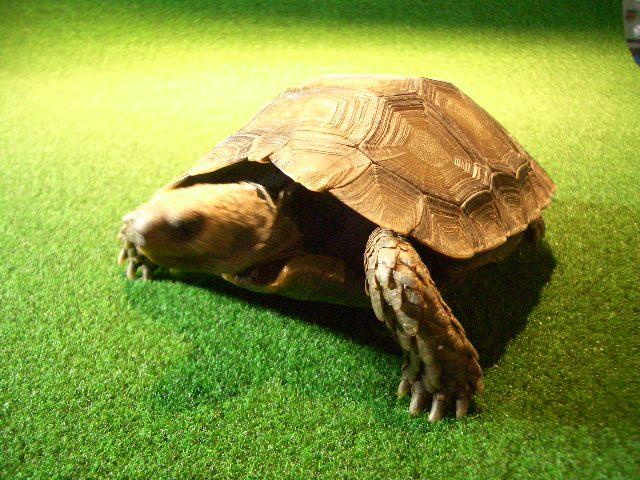 スマトラムツアシガメ（エミスムツアシガメ、イエローエミス）の画像