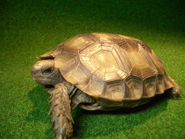 スマトラムツアシガメ（エミスムツアシガメ、イエローエミス）の画像