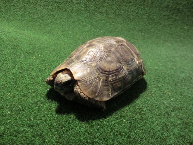 ブラックベルセオレガメ オス12番 飼い込み個体の画像