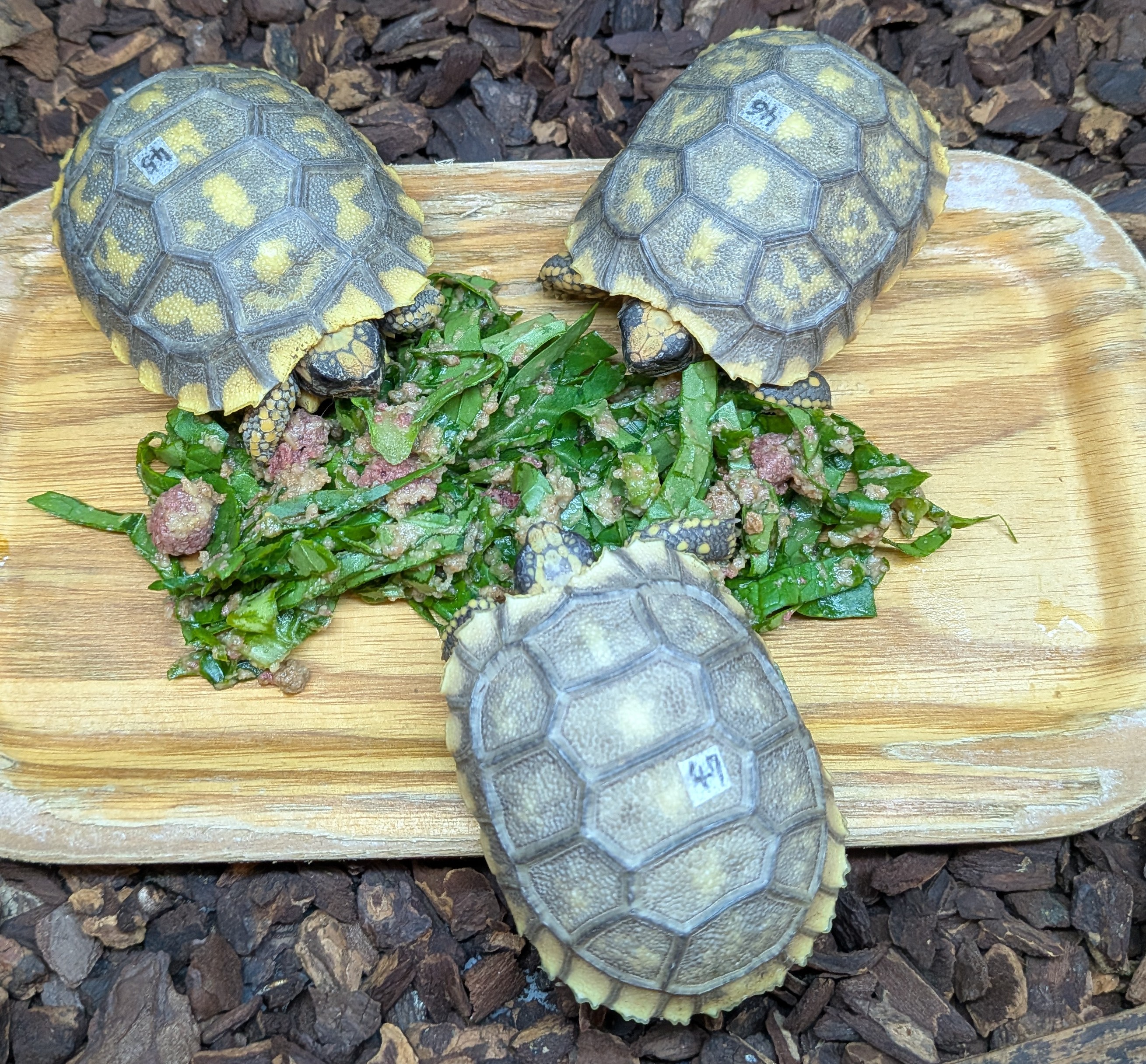 リクガメ専門ショップ トータス・スタイル- 大阪府門真市 近畿・関西圏