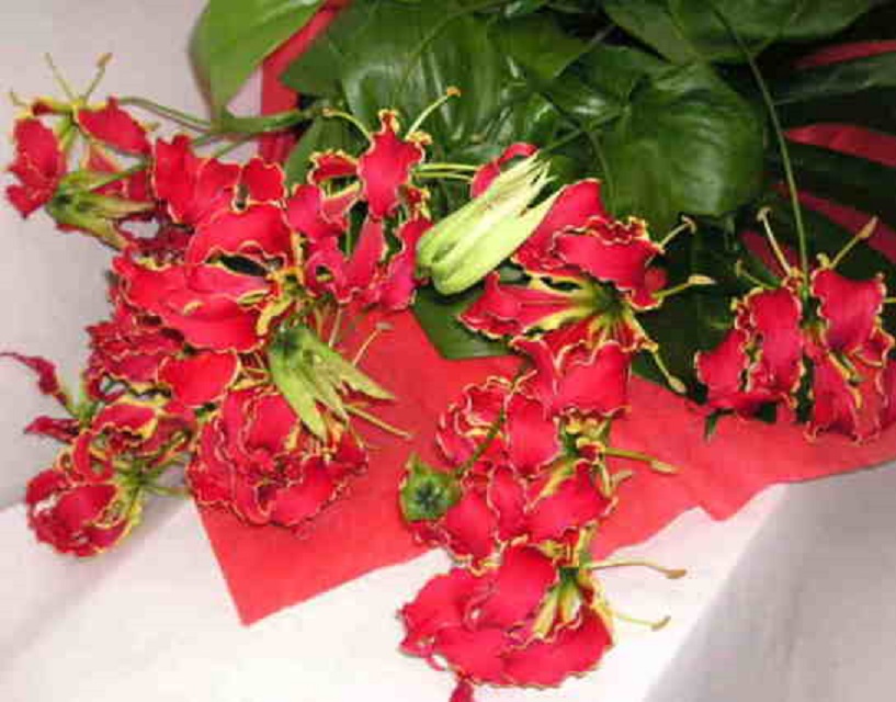 【グロリオサ】 トロピカルの花束画像