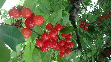 こだわりの佐藤錦L玉1キロの画像