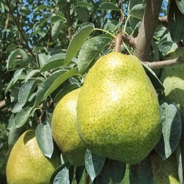 安野農園の高級大玉ラフランス3キロ化粧箱の画像