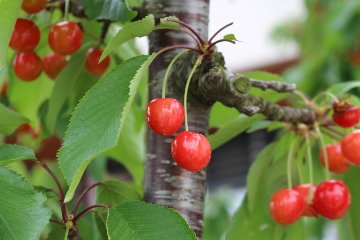 こだわりの紅秀峰１㎏（2Ｌ以上）の画像