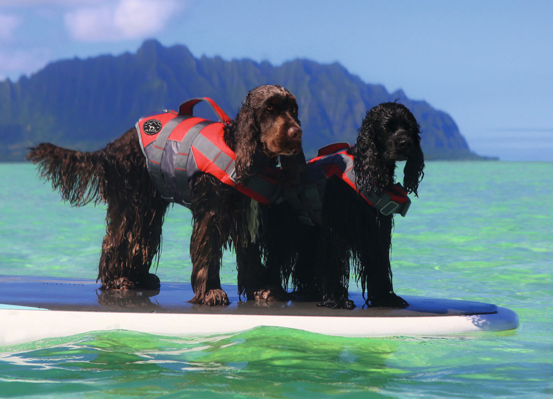 Hunter ライフジャケット　モスM 楽天市場】ハンター 犬用 ライフジャケット モス XL(62447) 大型