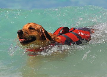 ハンター ライフジャケット モス