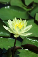   7月