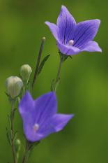   7月
