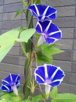   8月