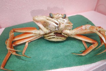 間人産茹でコッペ（セイコガニ・メスズワイガニ）6杯入り画像